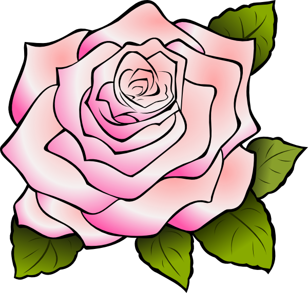 Pink rose hi